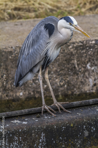 Graureiher (Ardea cinerea)