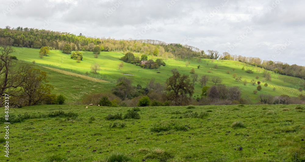 Cotswolds Landscape With Gentle Hills and Grazing Sheep