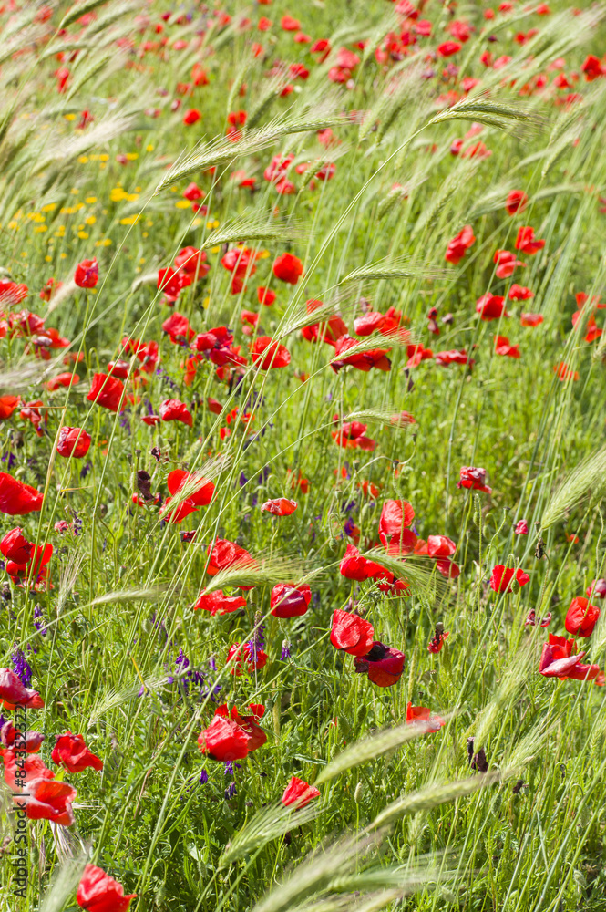 Common poppy flowers, Papaver rhoeas Common poppy flowers, Papaver rhoeas