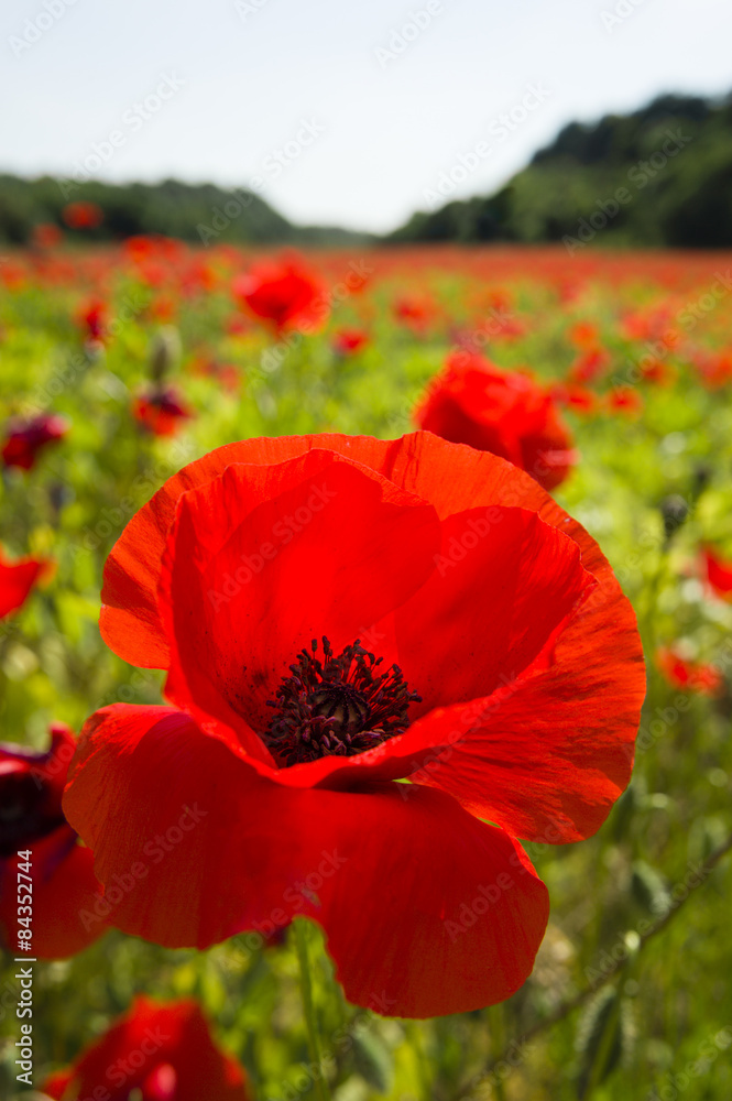 Fototapeta premium Common poppy flowers, Papaver rhoeas