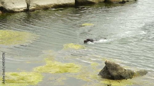 training dog for hunting ducks swimming in the river 