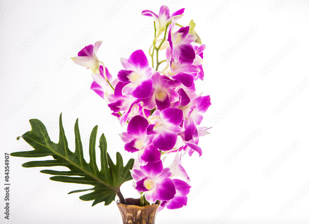 Naklejka premium vanda orchid on white background