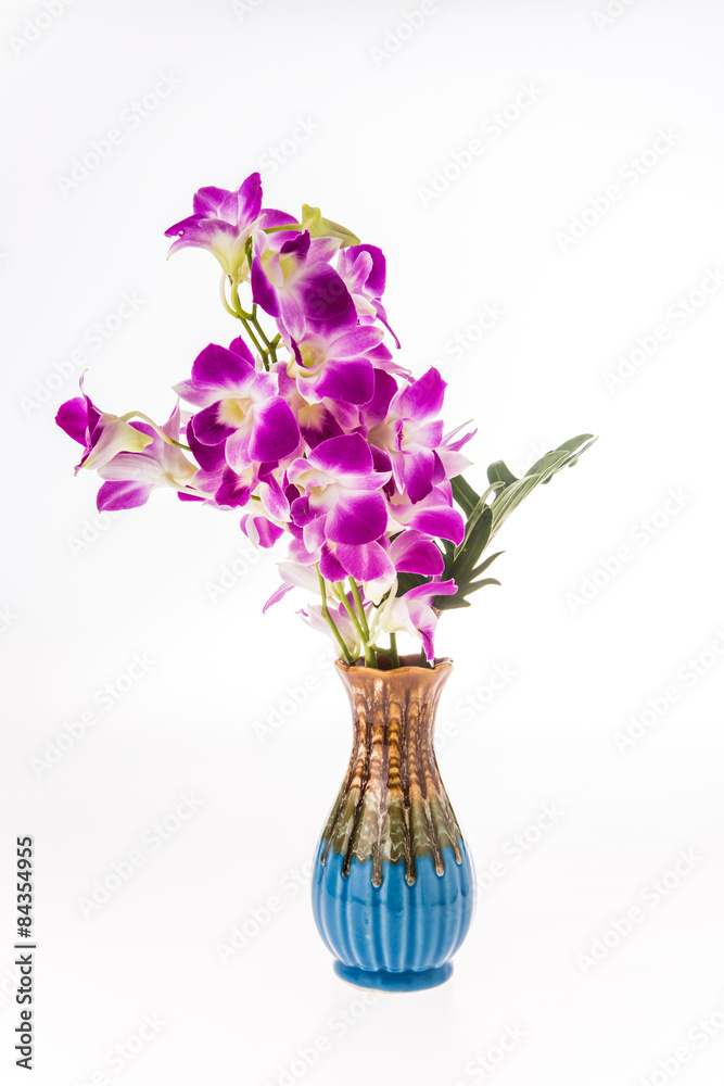 vanda orchid on white background