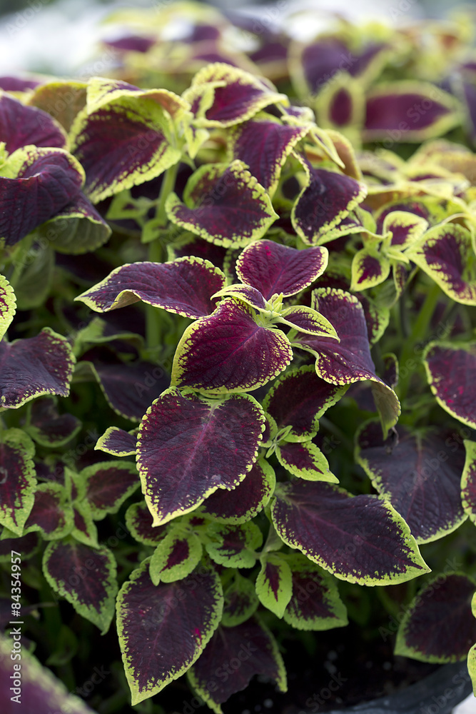 Coleus Shrub Coleus Shrub