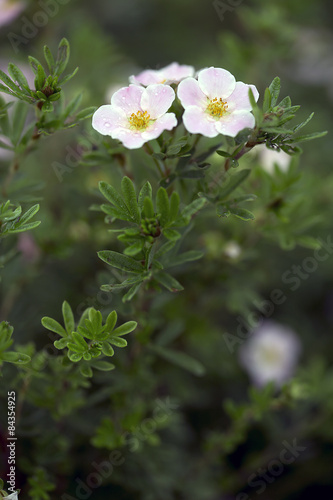 Potentilla Bush