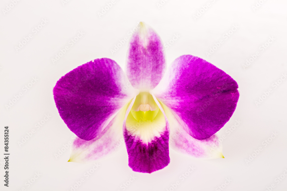 Fototapeta premium vanda orchid on white background