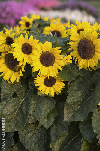 Fototapeta Naklejka Na Ścianę i Meble -  Flower - Sunflower