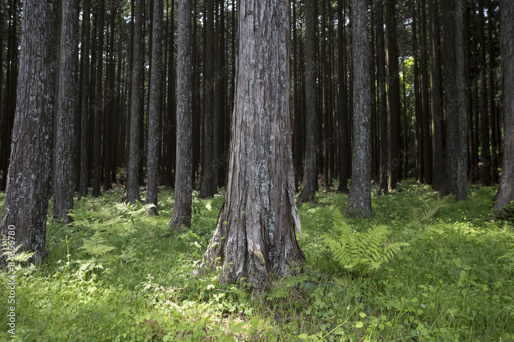 Fototapeta premium Forest of Japan