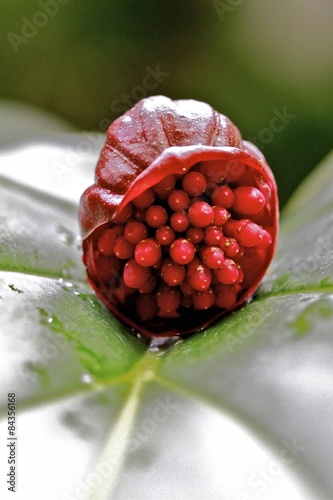Plant blooming, red fruit