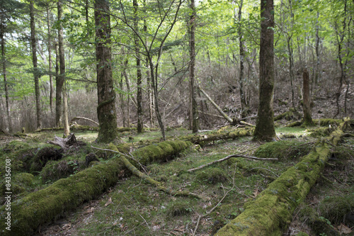 Mountain moss is growing photo