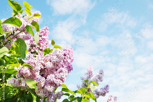 Beautiful lush flowers of lilac bush against blue sky photo