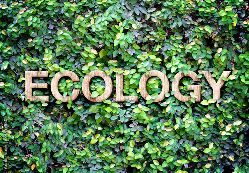 Ecology made of wood word on leaves wall,Eco concept photo