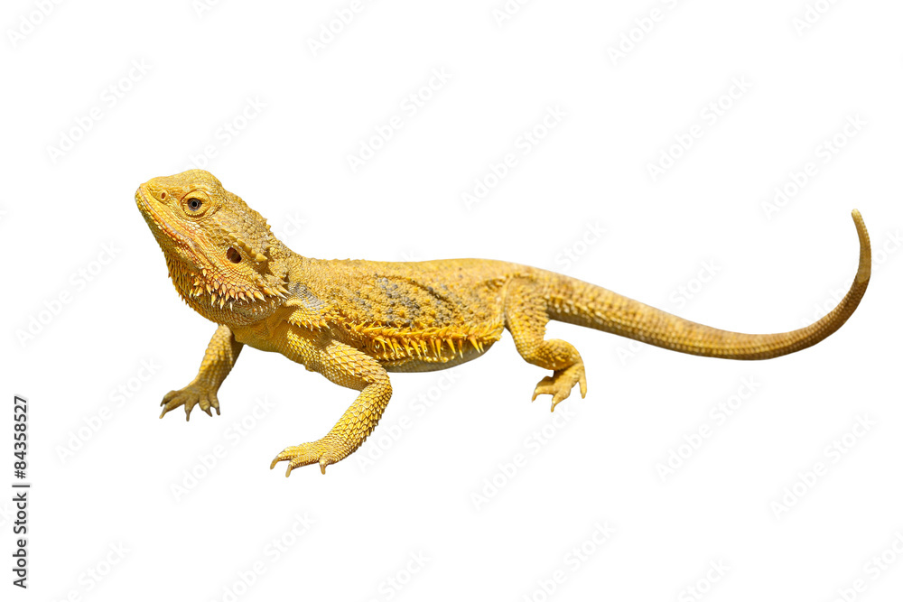 Naklejka premium bearded dragon or pogona vitticeps on white background
