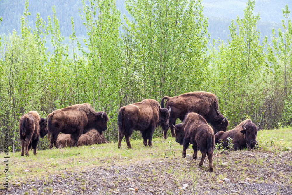 Herd of Bison