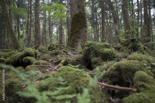 Forest a lot of moss is growing