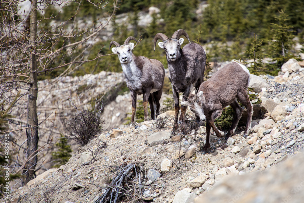 Naklejka premium Stone Sheep