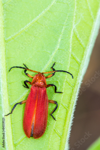 Red bug on green leaf