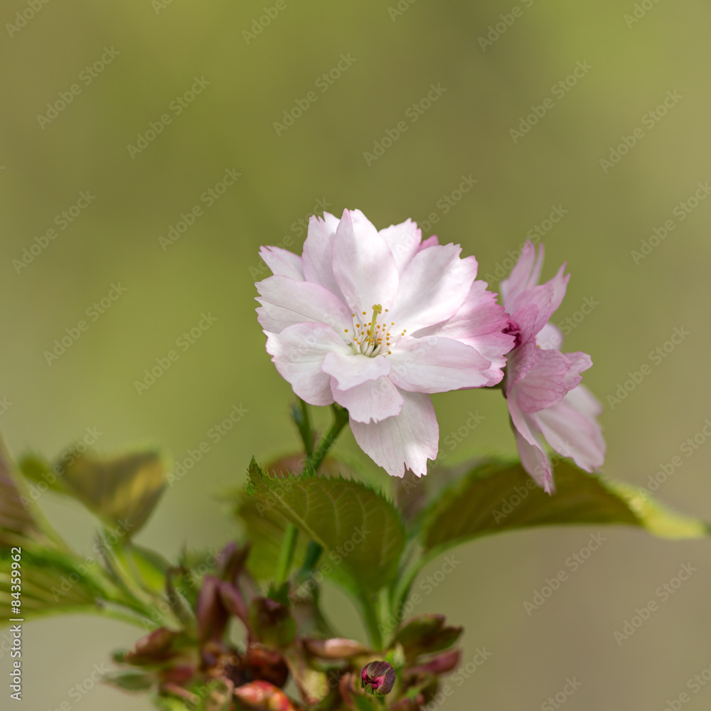 Obraz premium cherry blossoms close up