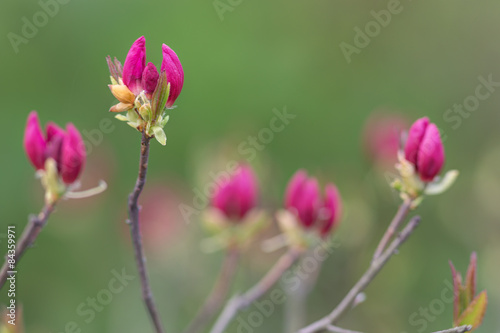 rhododendron on green background