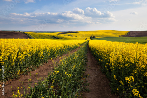 Beautiful yellow field landscape