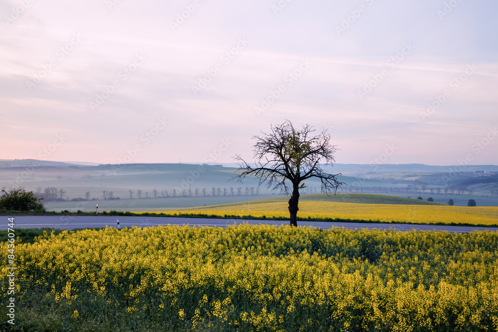 Tree over sunrise sky