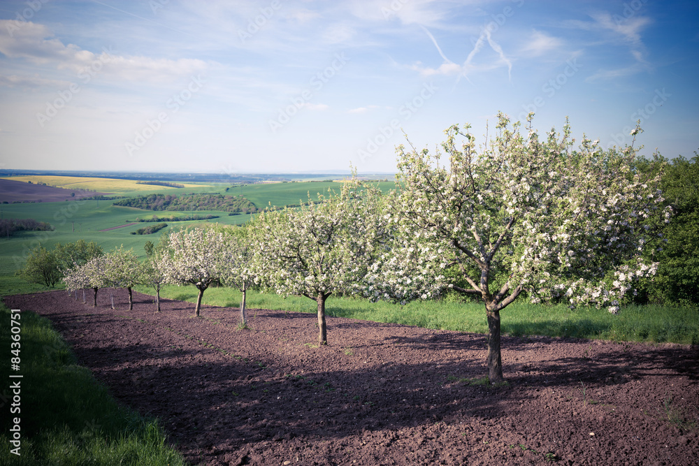 Fruit trees in a spring orchard
