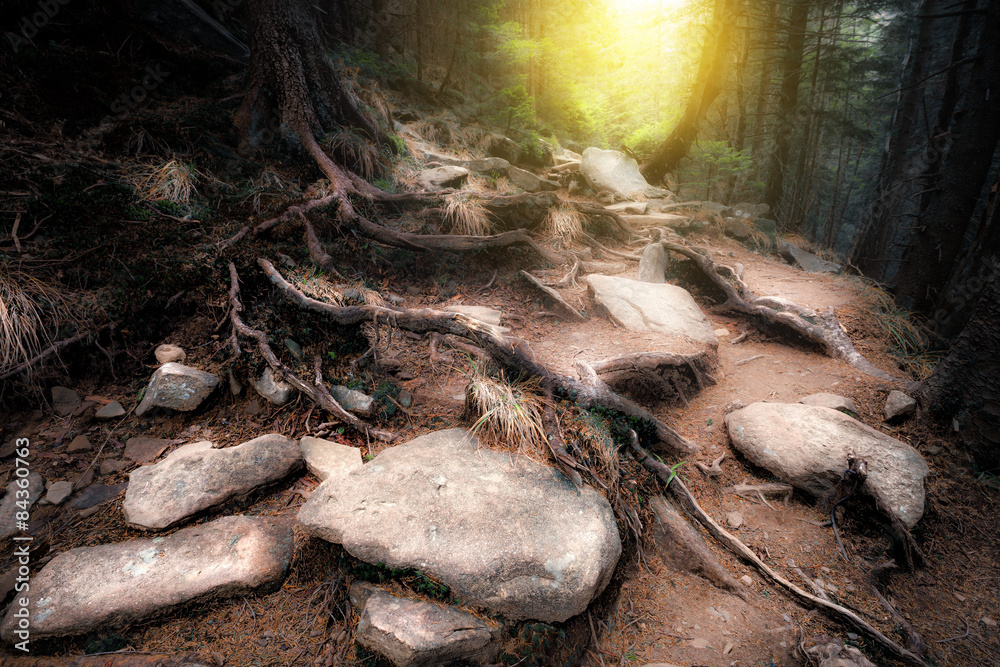 Obraz premium Old mystical forest