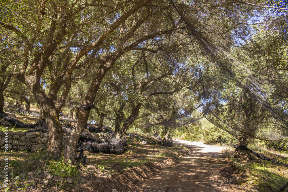 Naklejka premium olive trees forest in Parga Greece