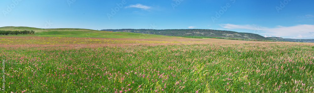 Panorama of spring meadoow Panorama of spring meadoow