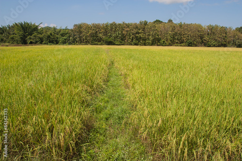 Rice Field in Thailand.