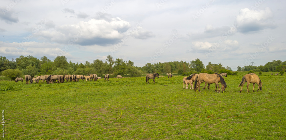 Herd of wild horses grazing in nature in spring Herd of wild horses grazing in nature in spring