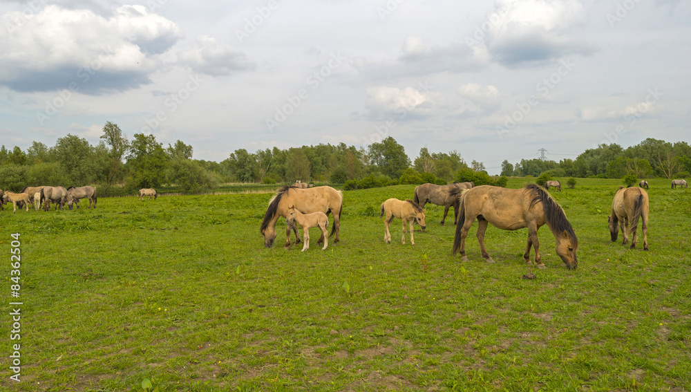 Herd of wild horses grazing in nature in spring