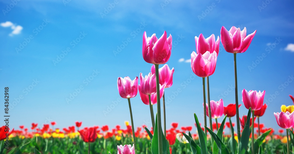 Fototapeta premium Tulips on sky