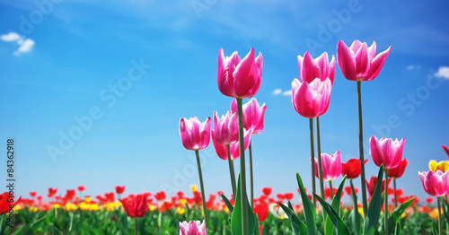Fototapeta Naklejka Na Ścianę i Meble -  Tulips on sky