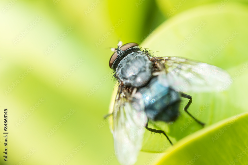 Common Housefly Macro On Green Leaves Background