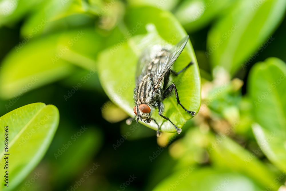 Common Housefly Macro On Green Leaves Background Common Housefly Macro On Green Leaves Background