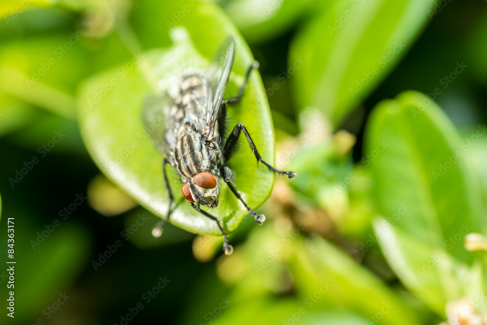 Common Housefly Macro On Green Leaves Background Common Housefly Macro On Green Leaves Background