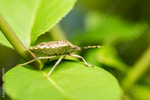 Shield Bug Insect Macro On Green Leaves