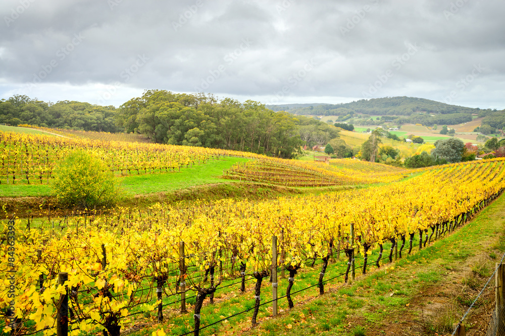 Colorful vineyard in autumn, South Australia
