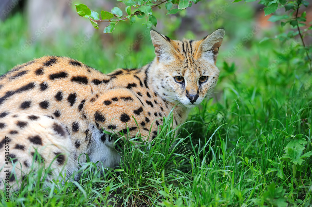 Serval Serval