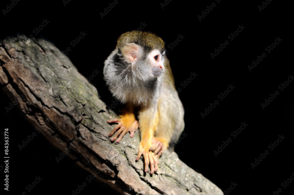 Obraz premium Monkey