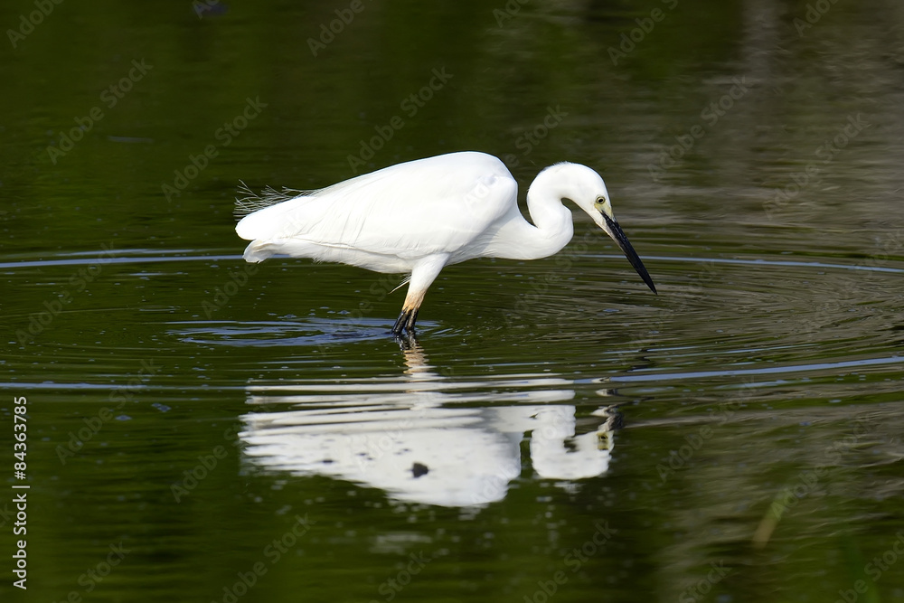 White egret White egret