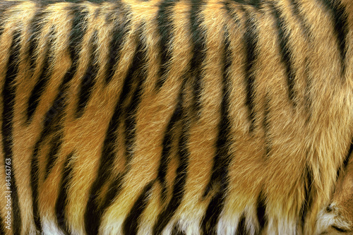 Texture of real tiger skin