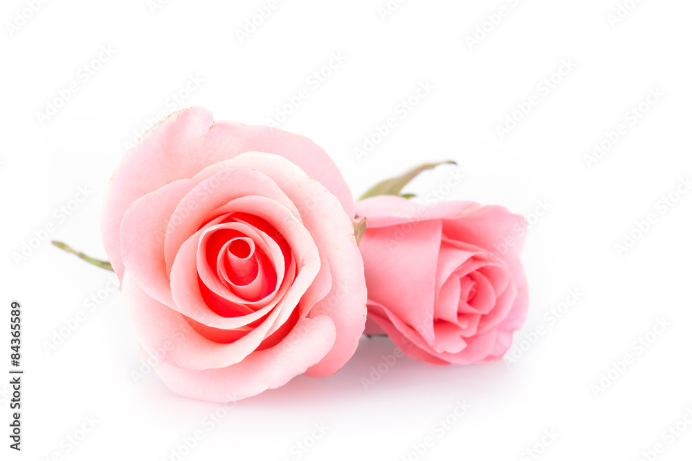 Obraz premium różowy kwiat róży na białym tle