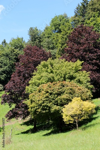 Schilderij op canvas Groupe d'arbres de différentes couleurs