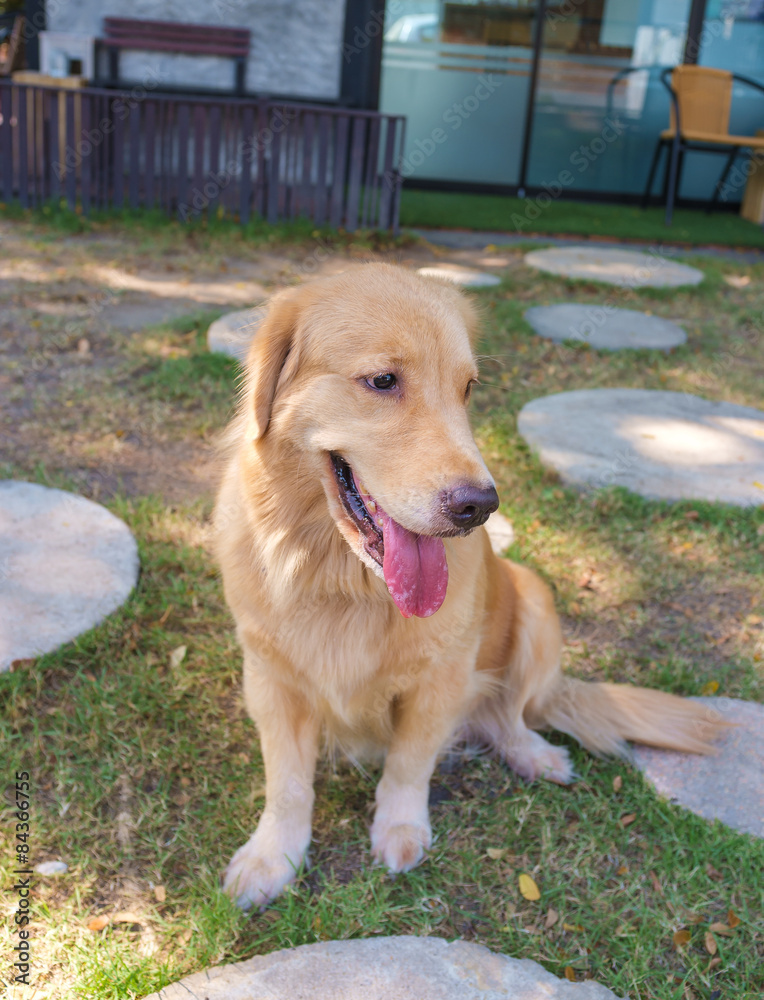 Cheerful Golden Retriever Cheerful Golden Retriever