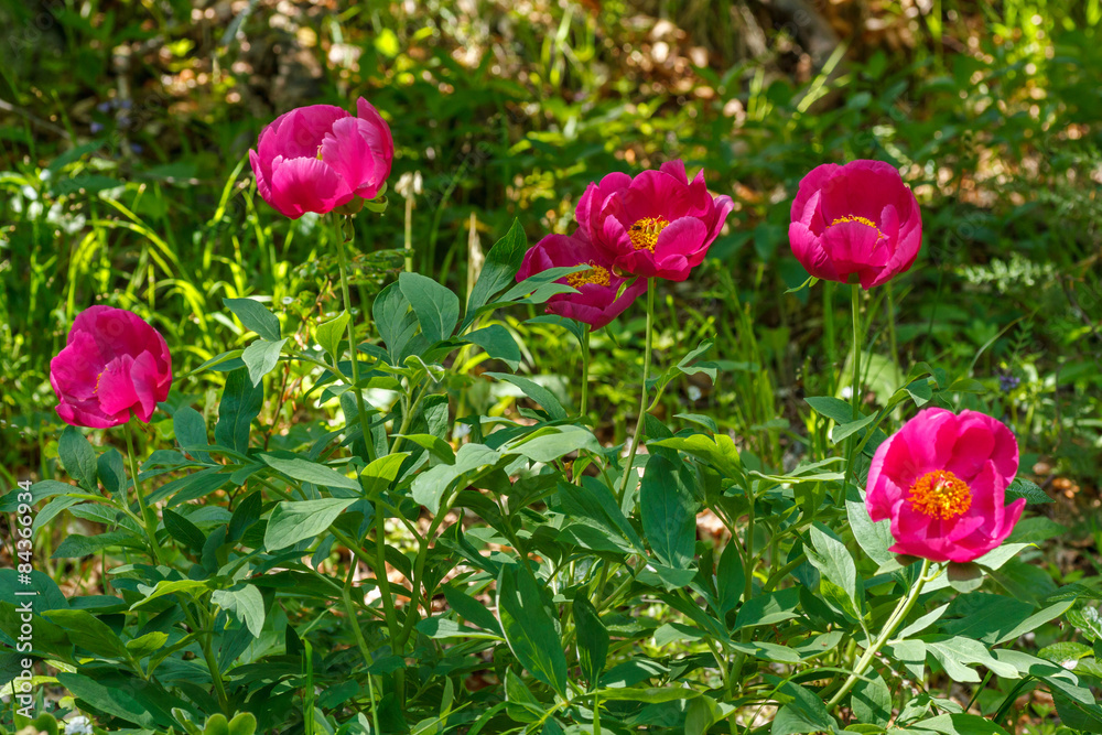 Paeonia officinalis. Peonia, Celonia.
