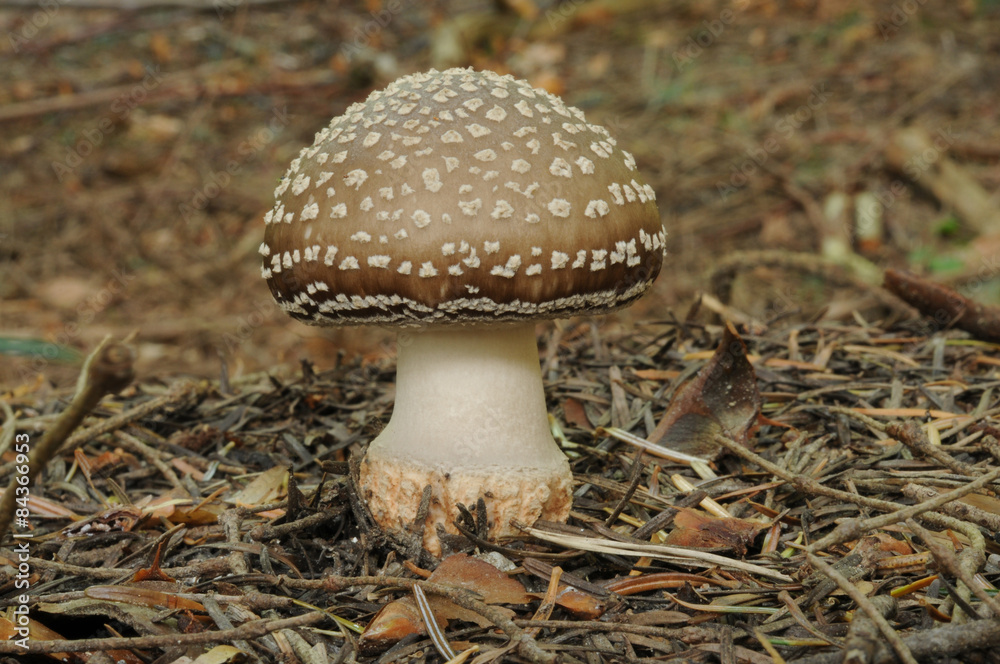 Amanita pantherina, known as the panther cap and false blusher Amanita pantherina, known as the panther cap and false blusher