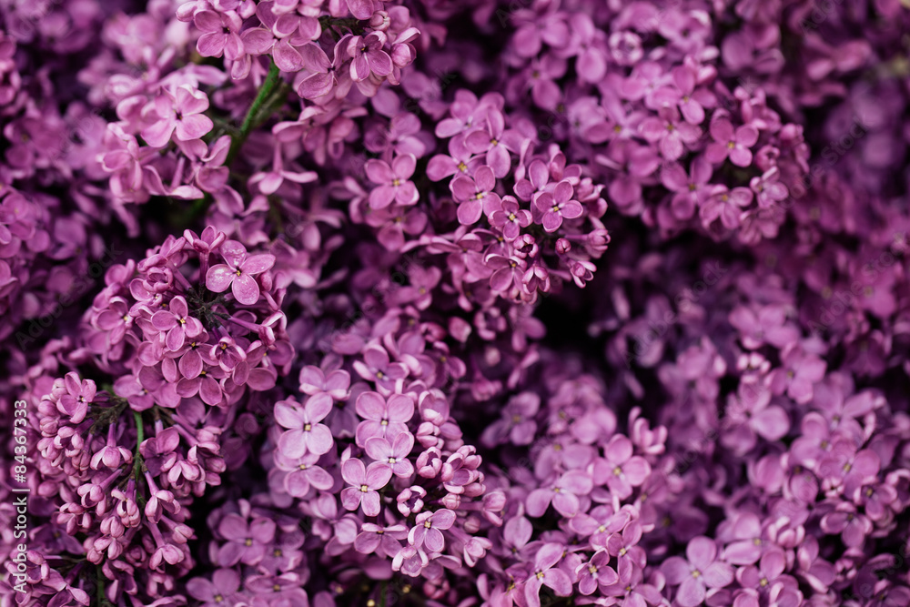 lilac flowers lilac flowers
