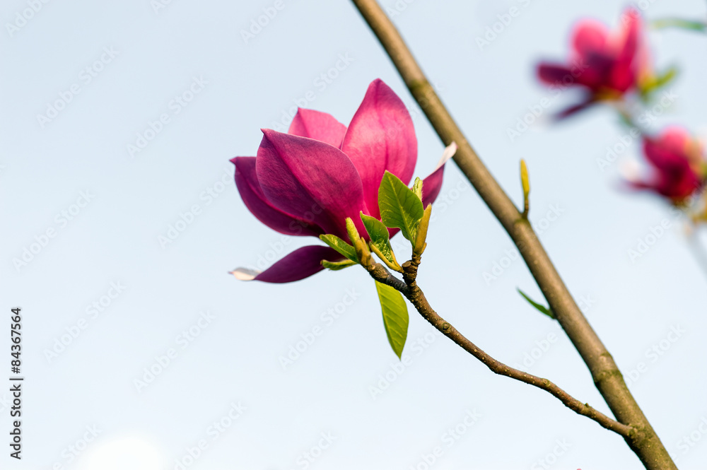 Obraz premium Blossoming magnolia flowers